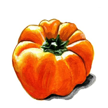 Paprika 'Cubo Orange'
