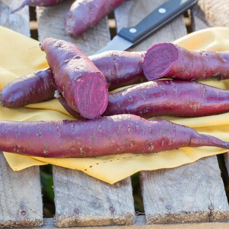 Sötpotatis 'Erato Violet' -  3 plantor