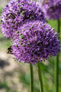 Allium, Jättelök 'Gladiator' 1st