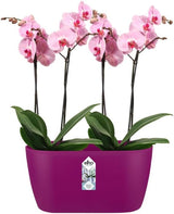 Brussels Orchid Duo 25cm Cherry Red
