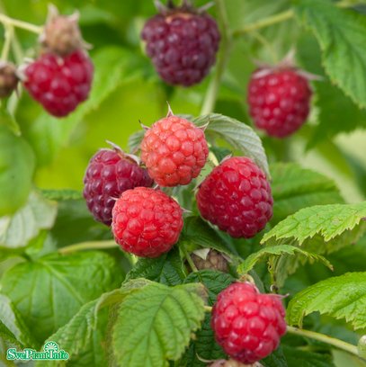 Trädgårdshallon 'Malling Promise' 5-pack i kruka