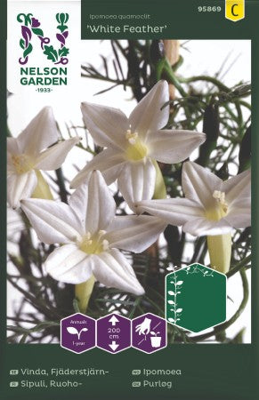 Fjäderstjärnvinda 'White Feather'