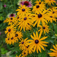 Strålrudbeckia 'Goldsturm' 15-pack i kruka