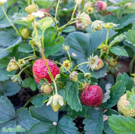 Jordgubbe 'Cherry Berry' 7cm kruka