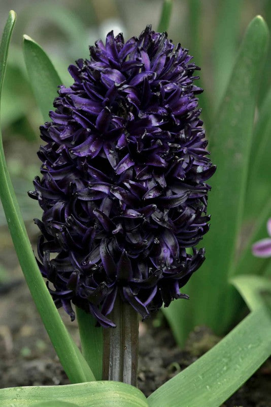 Hyacint 'Midnight Sky' 2st