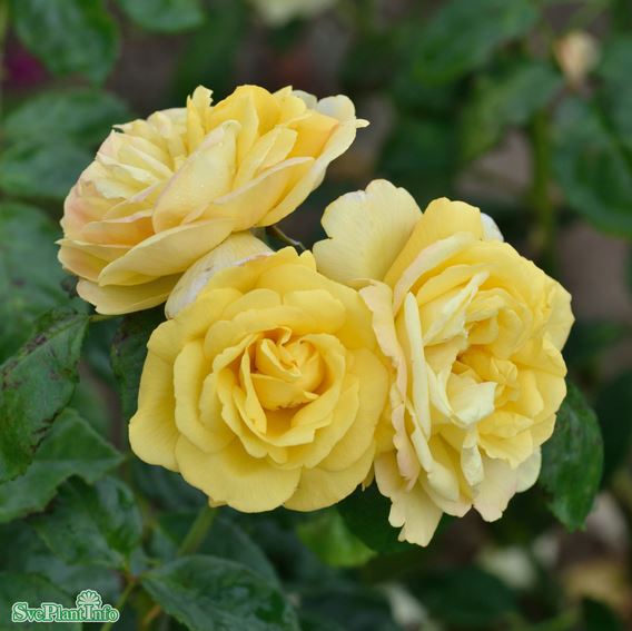 Floribundaros 'Chinatown' 1-pack barrot