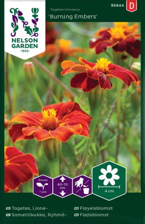 Tagetes (Linné) 'Burning Embers'