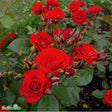 Floribundaros 'Allotria' 10-pack barrot