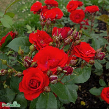 Floribundaros 'Allotria' 10-pack barrot