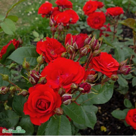 Floribundaros 'Allotria' 5-pack barrot