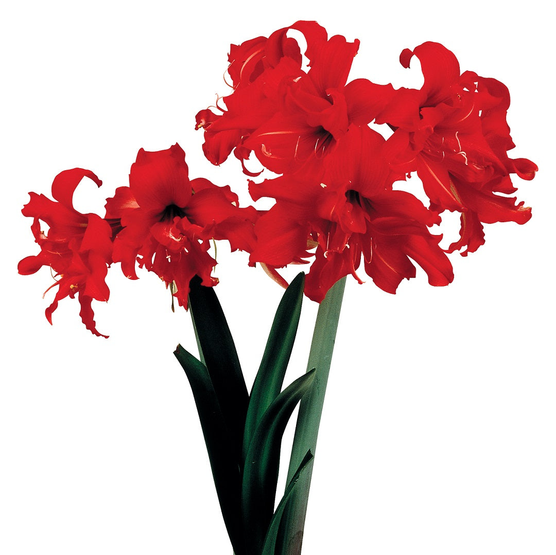 Afrikansk Amaryllis 'Fanfare' 1st