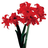 Afrikansk Amaryllis 'Fanfare' 1st