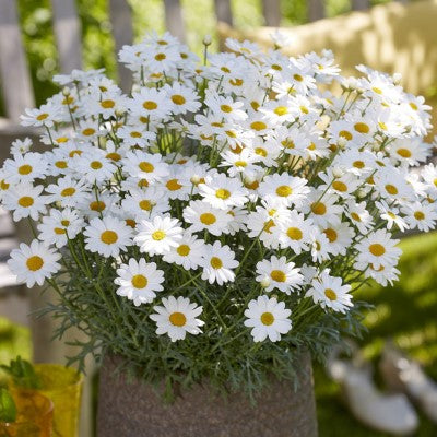 Margerit 'Simba White' - 3 plantor