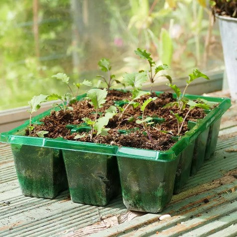 Pluggset Visiroot '12 celler' 8st