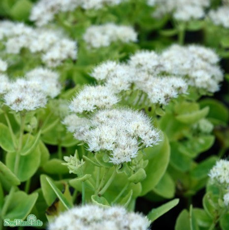 Kärleksört 'Stardust' 9cm kruka