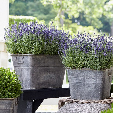 Lavendel 'Ardèche Blue' - 3 plantor