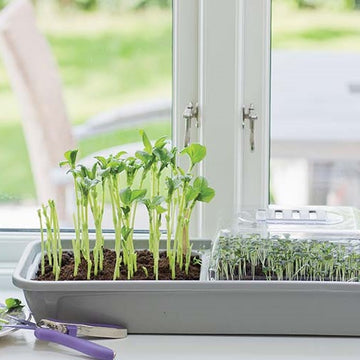 Miniväxthus 'Micro Leaf' 3-box