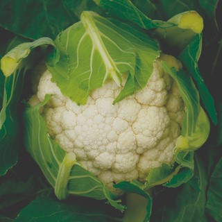 Blomkål 'Fortaleza' Frö