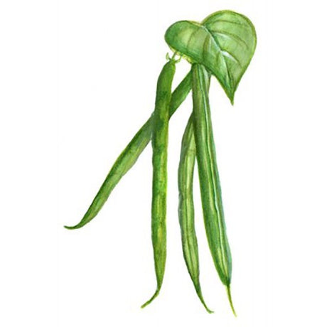 Brytböna 'Allegria' Svenskodlat frö