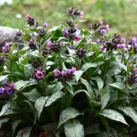 Lungört 'Silver Bouquet' 12cm kruka