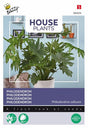 Inomhusväxt Femfliksranka (Philodendron)