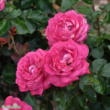 Tehybridros 'Acapella' 5-pack barrot