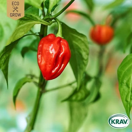 Chilipeppar 'Habanero Tropical Red' KRAV-märkt