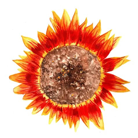 Solros 'Ring of Fire' Svenskodlat frö
