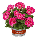 Zonalpelargon 'Smart Nina' 3st sticklingar