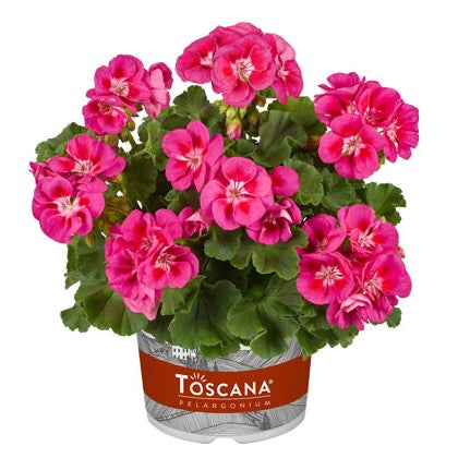 Zonalpelargon 'Smart Nina' 3st sticklingar