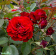 Floribundaros 'H.C. Andersen' 1-pack barrot
