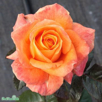 Tehybridros 'Flora Danica' 5-pack barrot