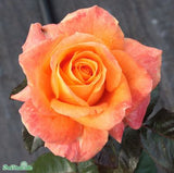Tehybridros 'Flora Danica' 10-pack barrot