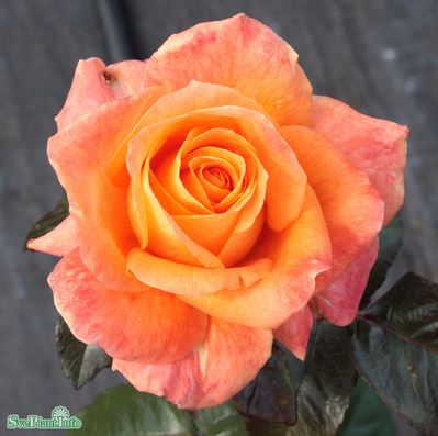 Tehybridros 'Flora Danica' 10-pack barrot
