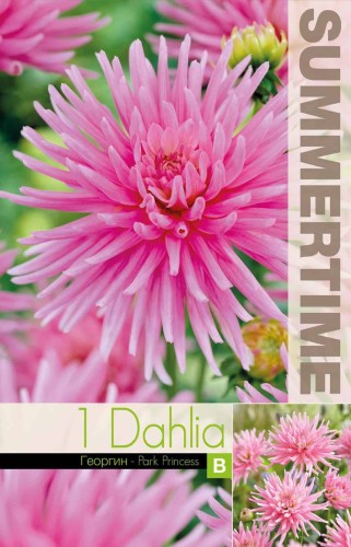 Dvärg Kaktus Dahlia 'Park Princess' 1st
