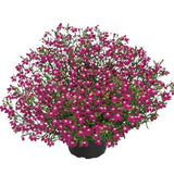 Lobelia Lobelix 'Rose Pink' 3 plantor