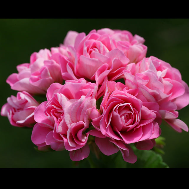 Rosenknoppspelargon 'Prinsesse Filippa' 3st sticklingar