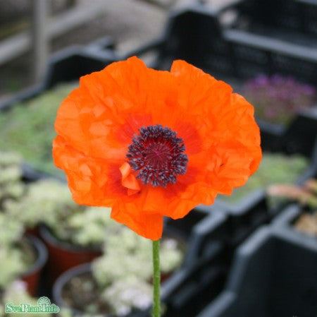 Jättevallmo 'Orange Glow' 1st barrotad