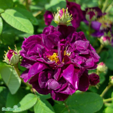 Gallicaros 'Tuscany Superb' 10-pack barrot