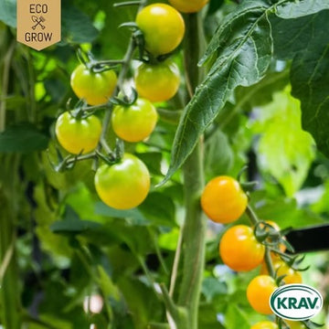 Körsbärstomat 'Snowberry' KRAV-märkt