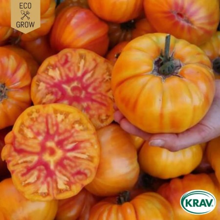 Bifftomat 'German Gold' KRAV-märkt