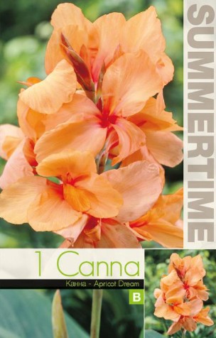 Canna 'Apricot Dream' 1st