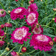 Margerit 'Day-Zee Double Pink White' 10,5 cm kruka