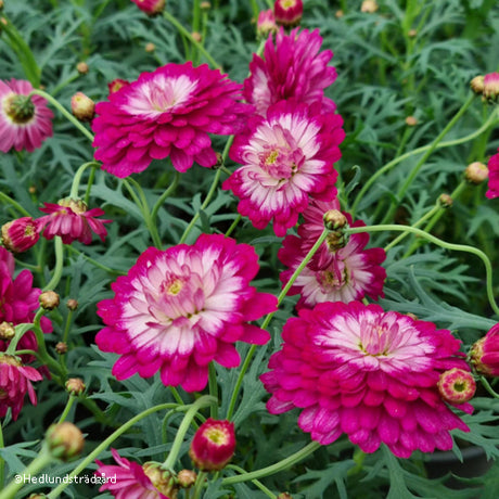 Margerit 'Day-Zee Double Pink White' 10,5 cm kruka
