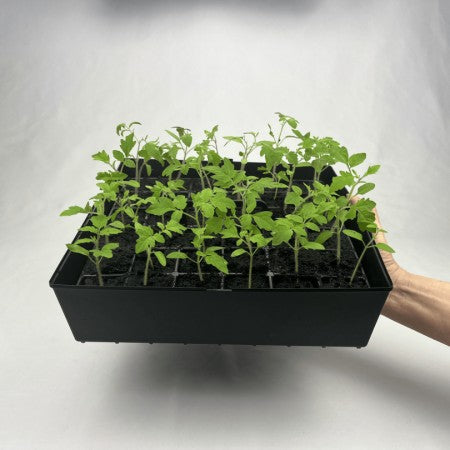 ABC Planter Miniväxthus Start set