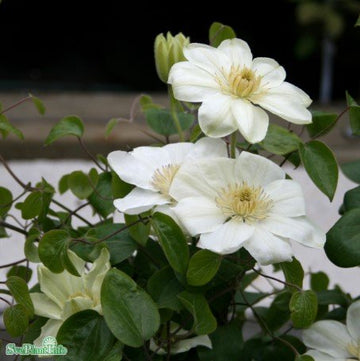 Klematis 'Guernsey Cream' 3-pack