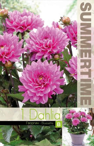 Dekorativ Dahlia 'Bluesette' 1st