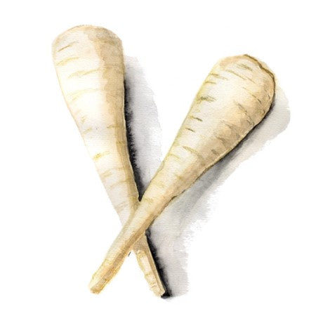 Palsternacka 'White Gem' Svenskodlat frö