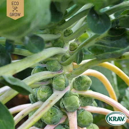 Brysselkål 'Groninger' KRAV-märkt