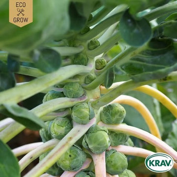 Brysselkål 'Groninger' KRAV-märkt